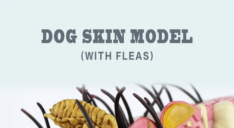 1 Dog Skin Model.jpg