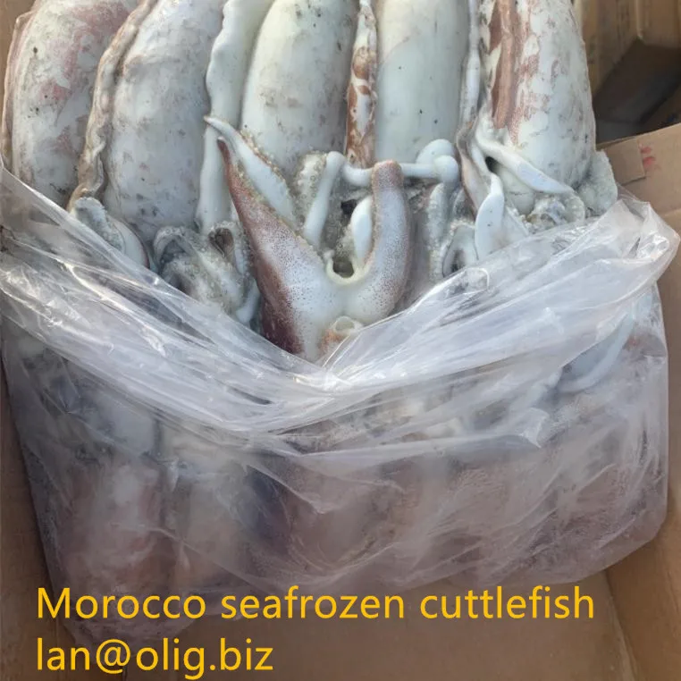 
Morocco seafrozen cuttlefish 