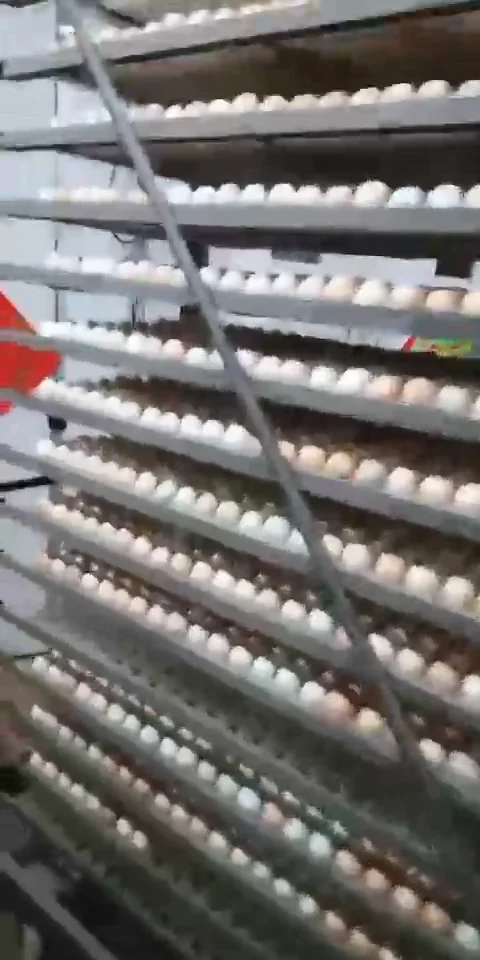 Factory Supply Used 10000 Chicken Egg Incubator For Sale ...