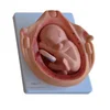 Fetal pregnancy development model