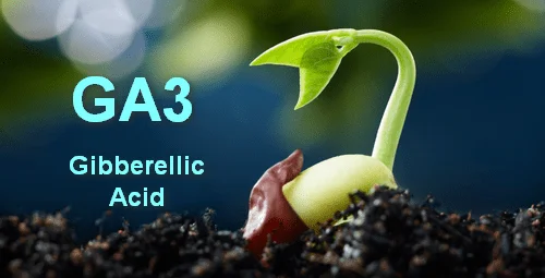 factory price plant growth regulator ga3 gibberellic acid 90%