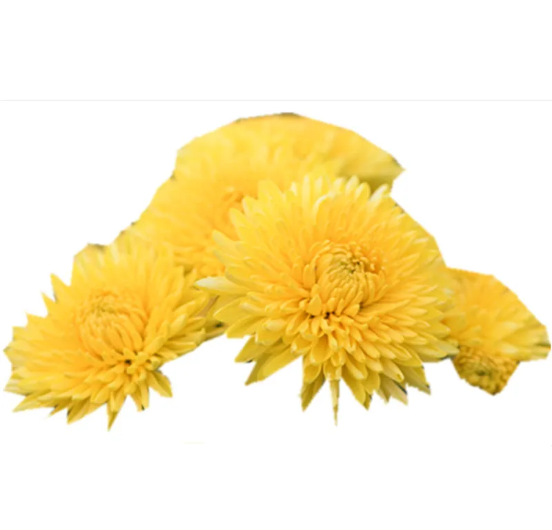 Increase Metabolism Health Flower Tea Yellow Chrysanthemum Tea - 4uTea | 4uTea.com