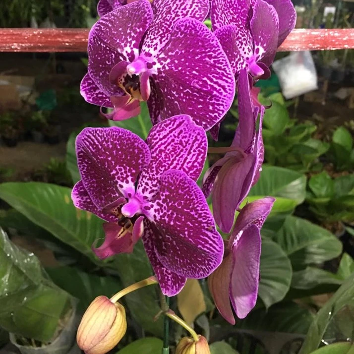 
Fresh 100% Orchid Flask Seedlings Phalaenopsis Natural Multi Color Ornament Plant Flower Tissue Culture Thailand Highest Quality 