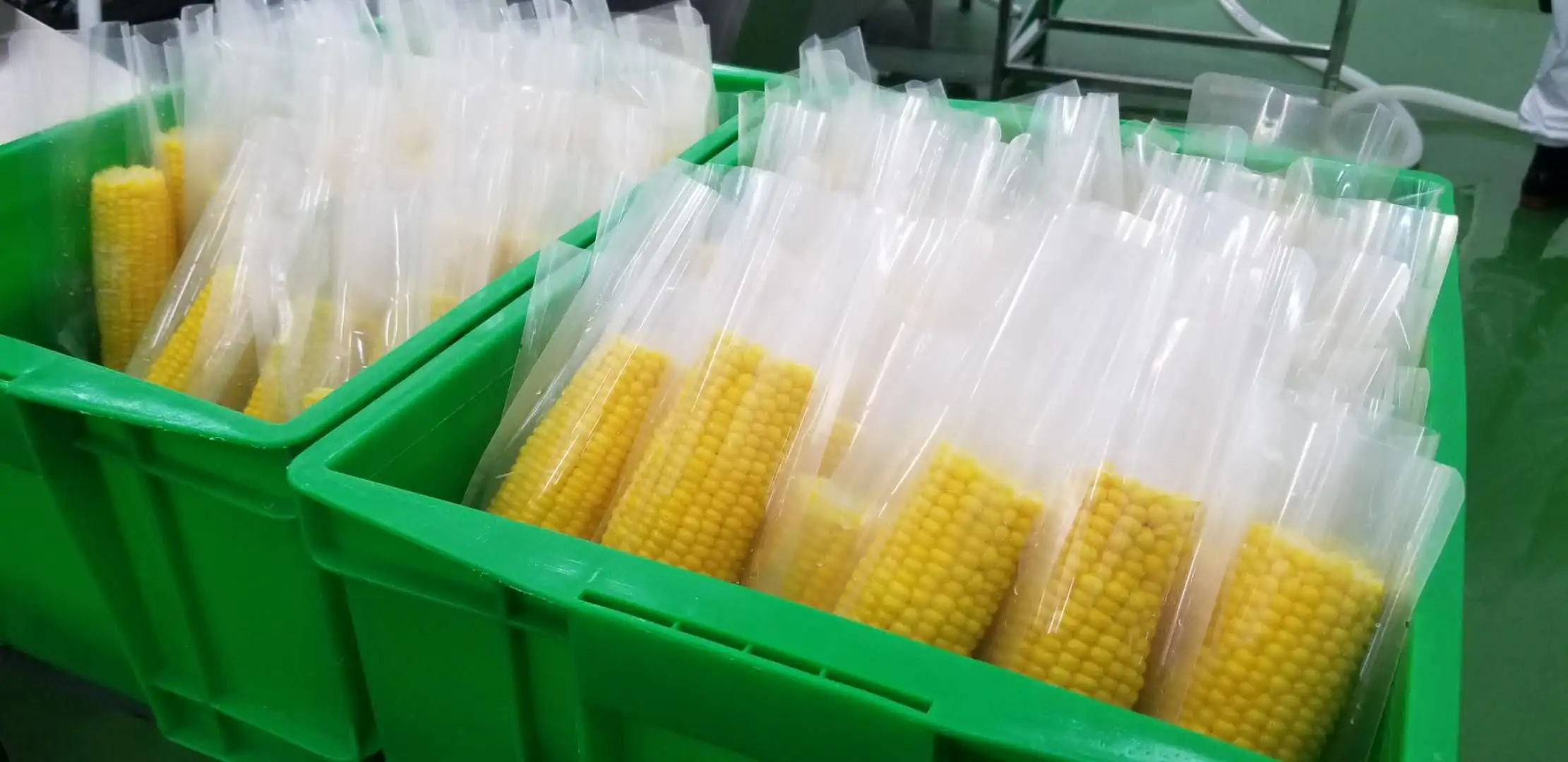 Factory Direct Vacuum Packing Canned Sweet Corn Buy Roasted Corn