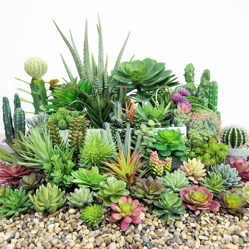 Succulents Wholesale Decorative Mini Cactus Assortment Outdoor Indoor