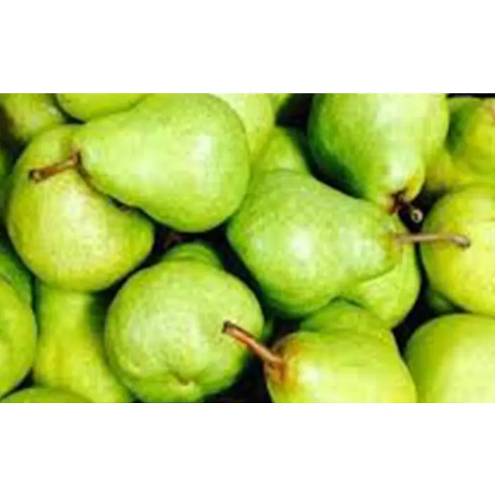 
SOUTH AFRICA SUPER QUALITY FRESH PACKHAM TRIUMPH PEARS FOR WHOLESALE 