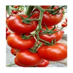 Processing tomato seeds