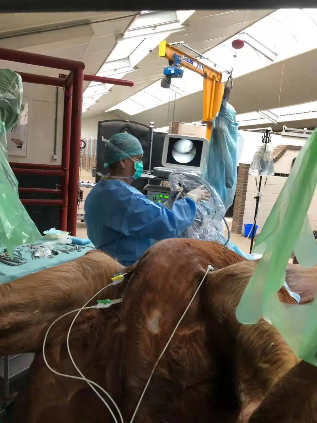 Veterinary use.jpg