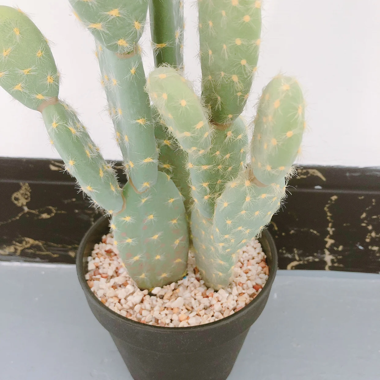 Taille Différente Utilisation Intérieure Près De Plantes Naturelles