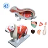 Rabbit Anatomy Structure Anatomical Model Acupuncture anatomical model animals anatomical training model