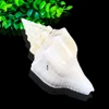Shell handicraft jewelry box is made of natural shell by hand