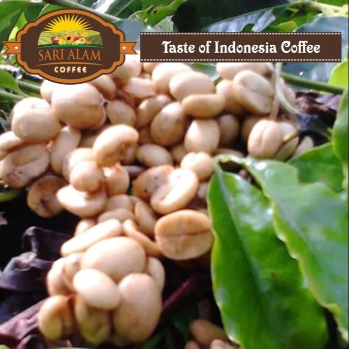 
Wild Civet Coffee Arabica / Wild Luwak Coffee 