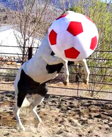 horse ball_11.JPG