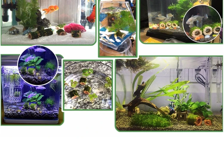 生物陶瓷戒指水族馆细菌屋水族馆鱼缸水生植物苔藓植物 Buy 生物陶瓷环 水族馆细菌屋 水族馆陶瓷环product On Alibaba Com