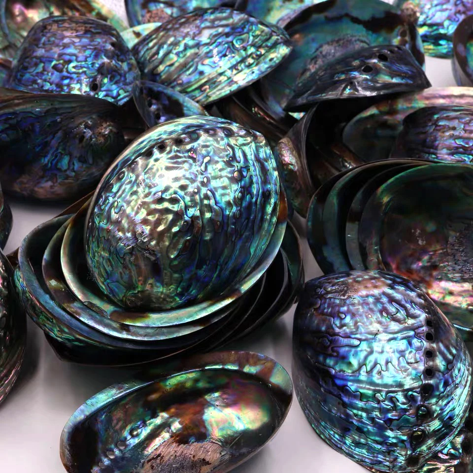 Highly Polished Natural Rainbow Color Abalone Shell Flashy Light Large