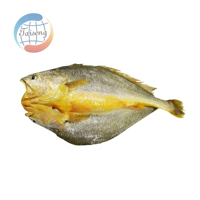 Frozen Yellow Croaker - Low-Fat, Nutritious Fresh Fish