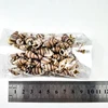 Small shell DIY decoration with natural shell craft primitive beach shells