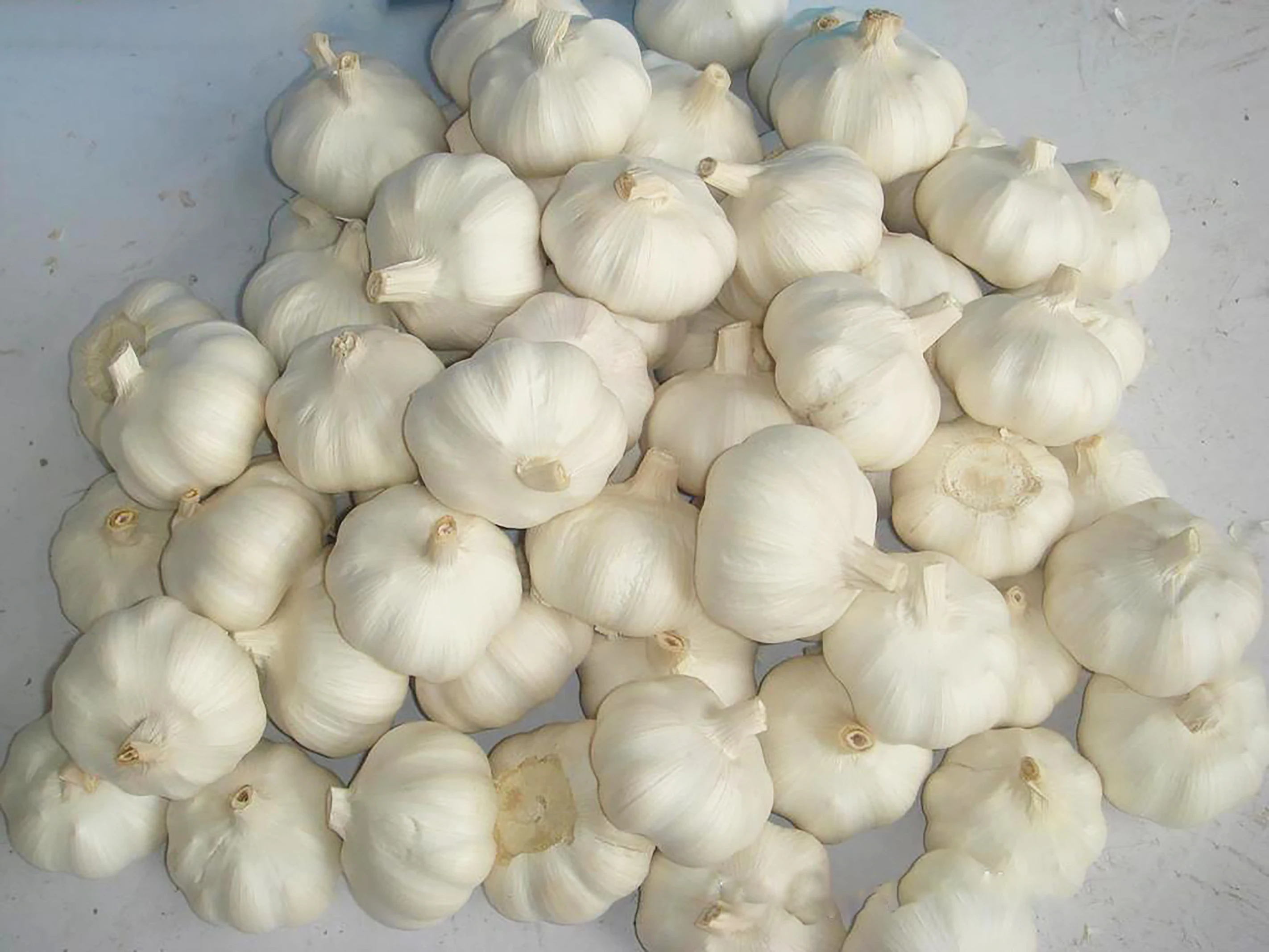 新作物中国新鲜天然白蒜批发 