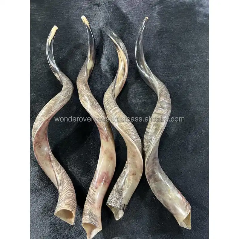 Shofar / Kudu / Ram Horn / Polished Shofar By Wonder Overseas Buy