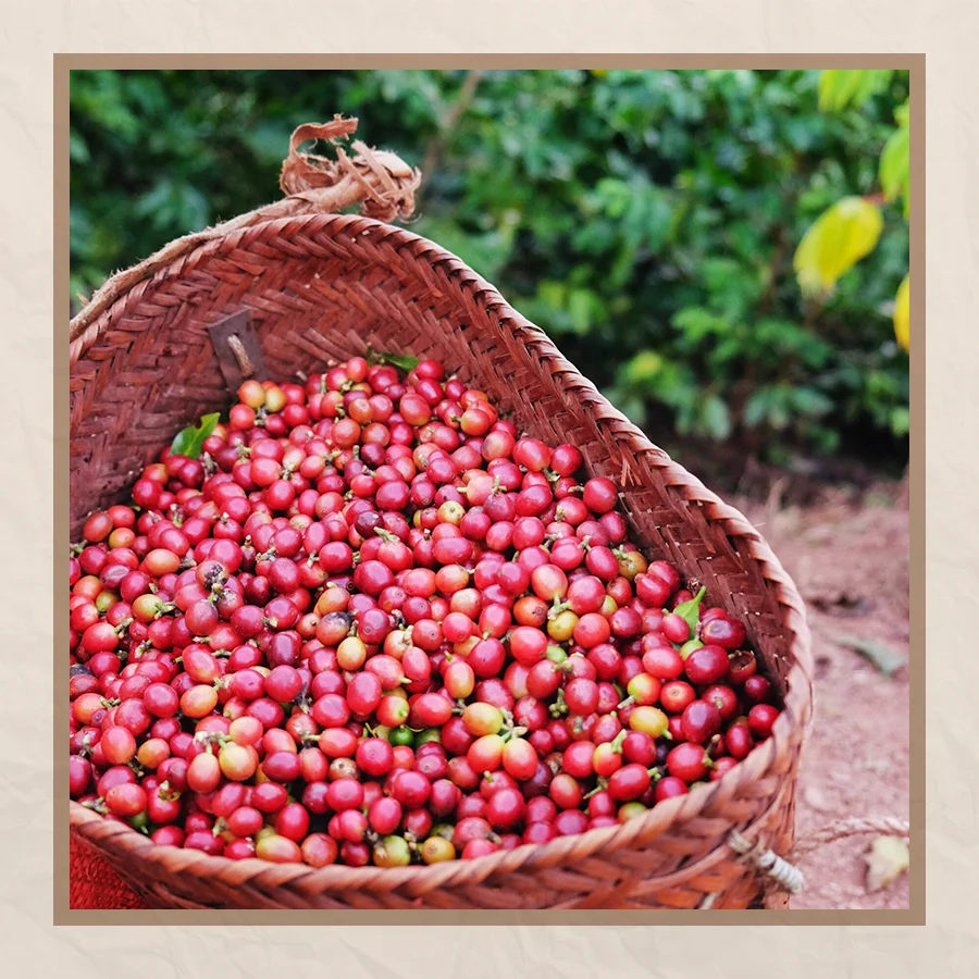 Detech Coffee Roasted Arabica Coffee Beans For Exporting In Wholesale