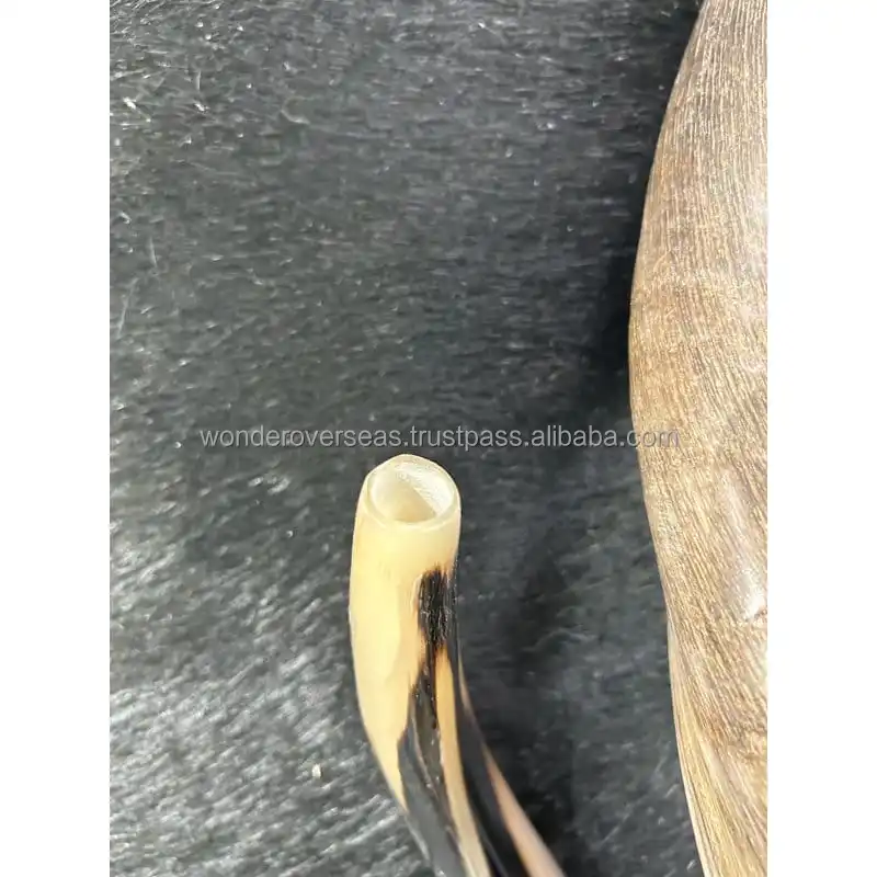 Shofar / Kudu / Ram Horn / Polished Shofar By Wonder Overseas Buy