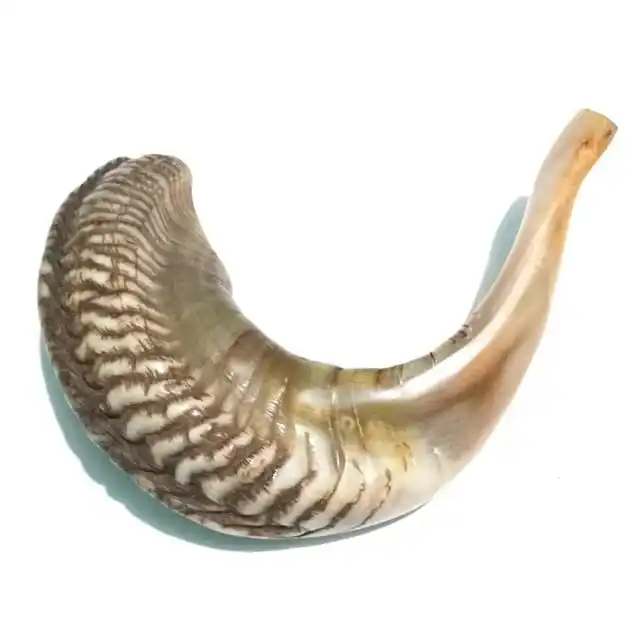 Hot Selling Natura Raml Horn Shofar Exciting Offer Rosh Hashanah