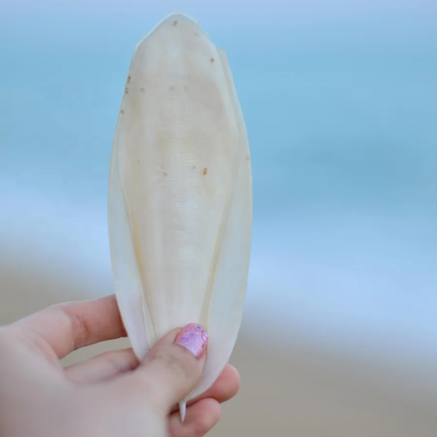 Best Quality Cuttlefish Bone / Cuttlebone For Bird From Vietnam 2022