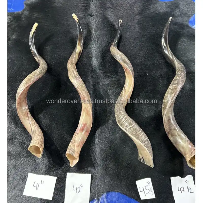 Shofar / Kudu / Ram Horn / Polished Shofar By Wonder Overseas Buy