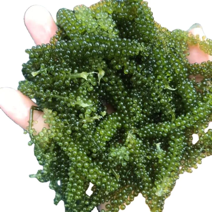 Fresh Sea Grapes Supplier / Green Caviar/ 100 Natural Dehydrated Sea