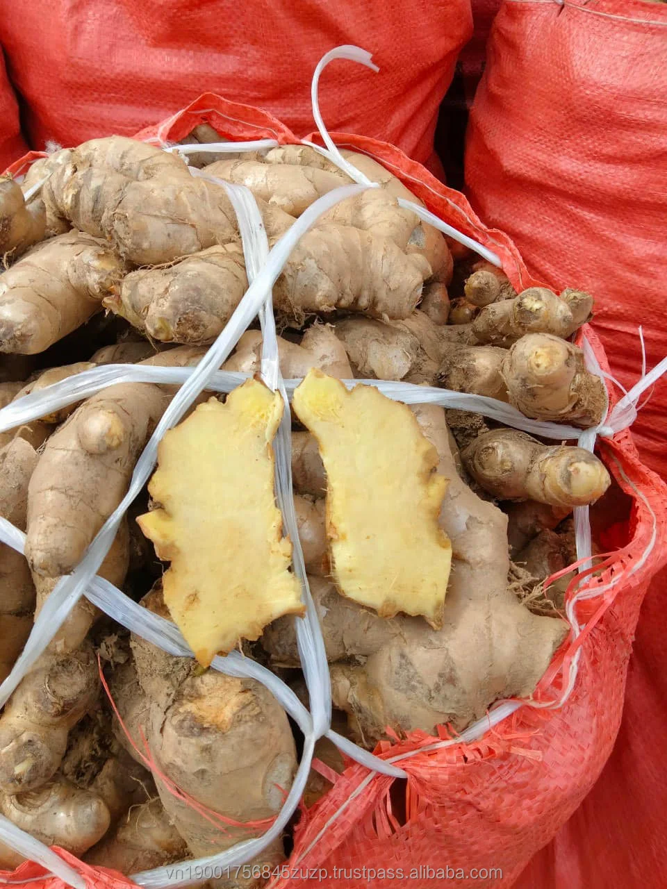 Fresh Ginger Natural Yellow Exporting Standard From Vietnam 2023 Buy