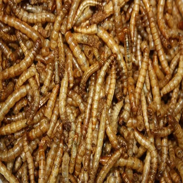 Hot Sales Feed Type Fermented Dried Mealworms/cheapest Fish Meal ...