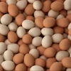 /product-detail/fresh-white-eggs-for-sale-62012857044.html