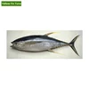 Best Deals Sea Frozen Yellow Fin Tuna Fish for Wholesale Purchase