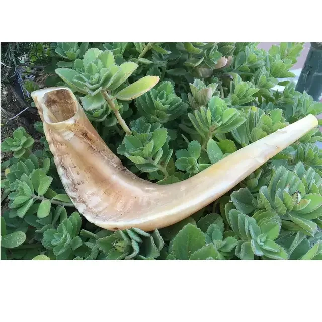 Best Quality Natural Horn Ram Shofar Horn Shofar For Instrumental Ram