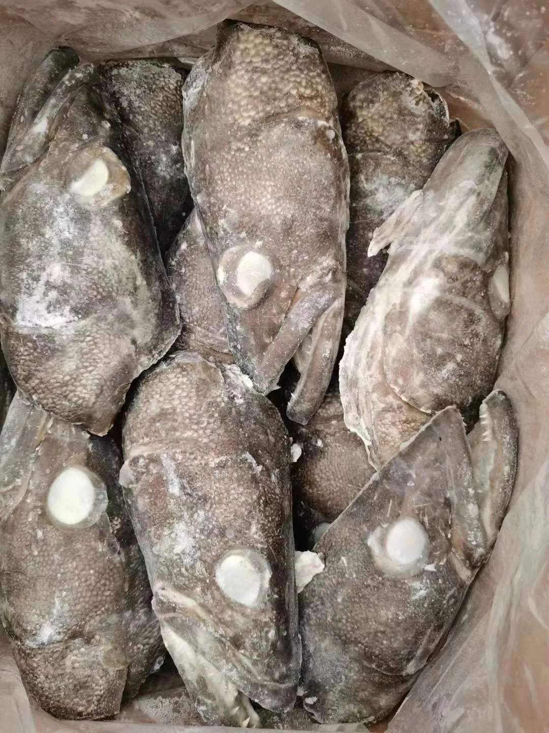 Fresh Frozen Fish Head Made In India Superior Quality Product Buy Buy