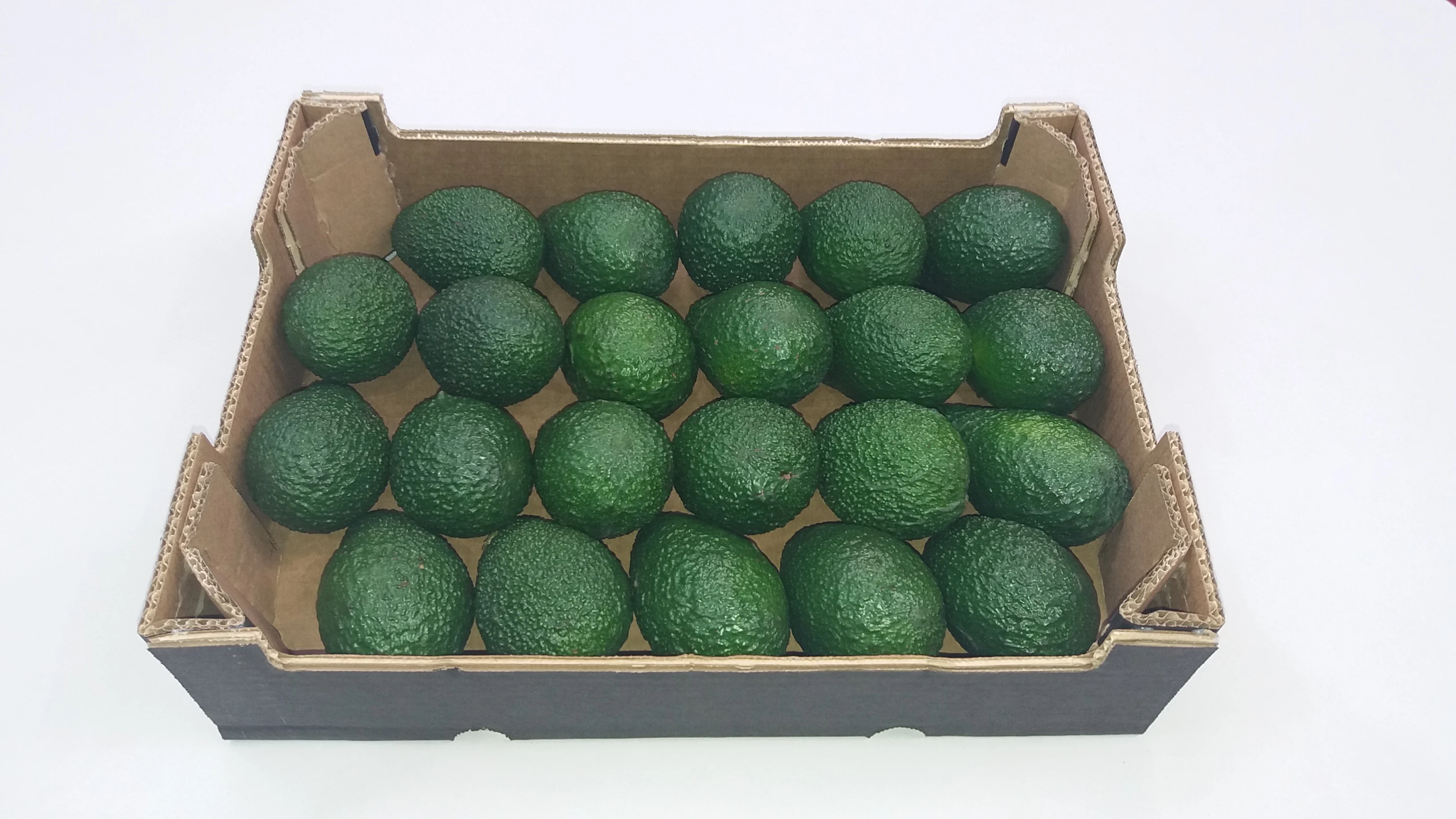 cheap price organic hass avocado for sale