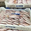 Sea Bream Fish Frozen Bream Fish,Frozen Red Seabream Fish ,Frozen Red Sea Bream Fish