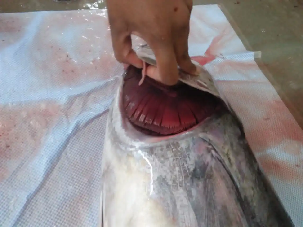 yellow fin tuna 6.jpg