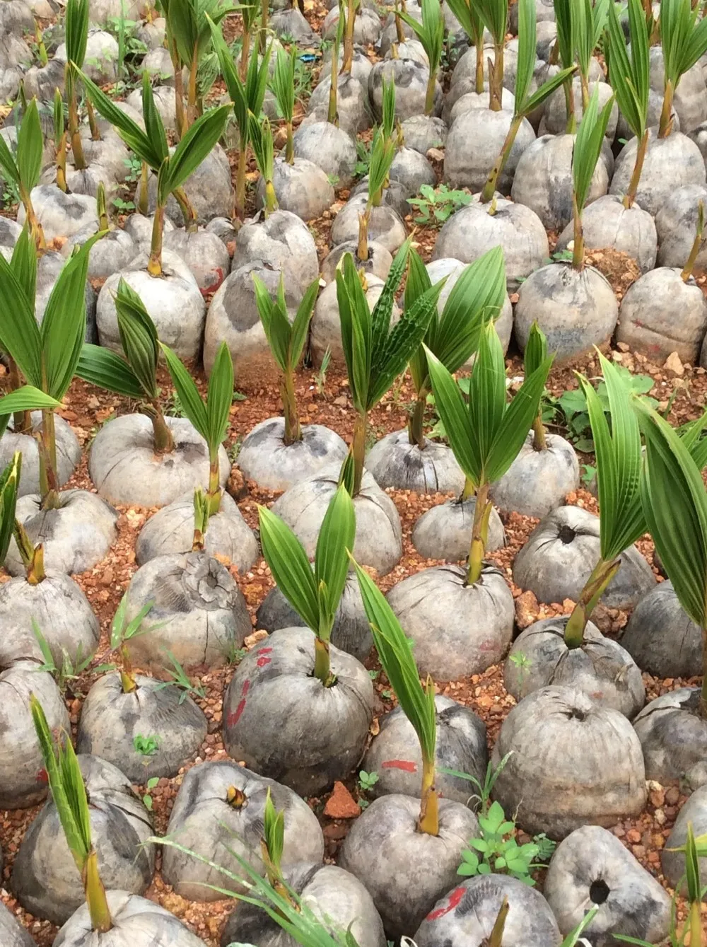 High Quality // Coconut Tree Seeding Buy Coconut Seeds For Sale