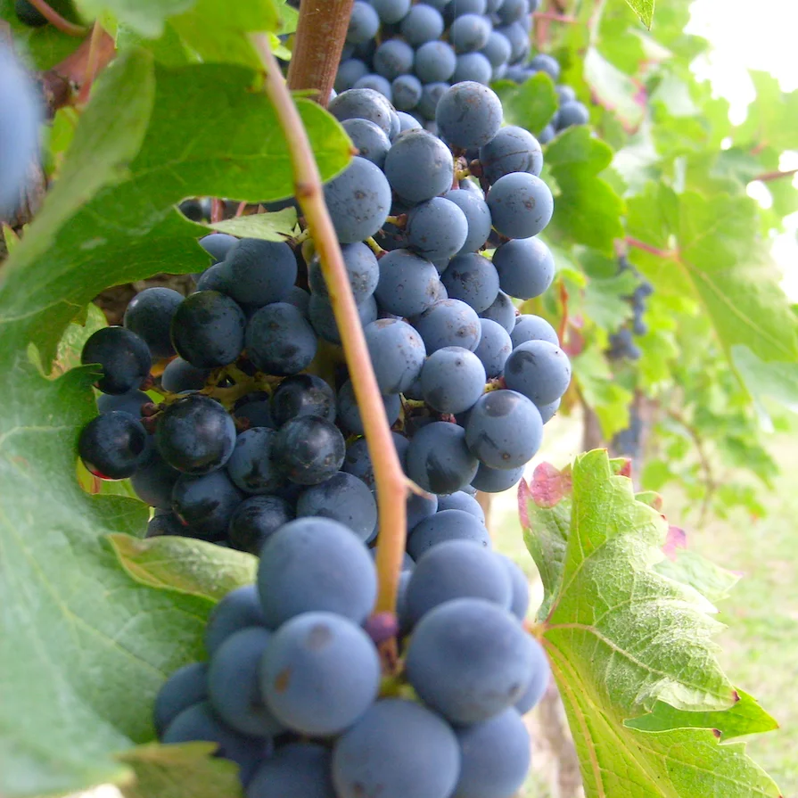 
ITALIAN CORVINA IGT VENETO 0,75 LT MEDIUM DRY RED WINE 