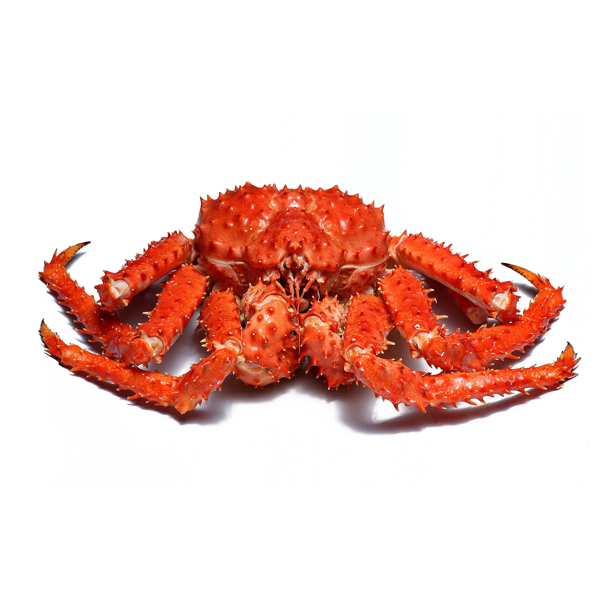 premium live/frozen king crab,red king crab,red king leg - buy