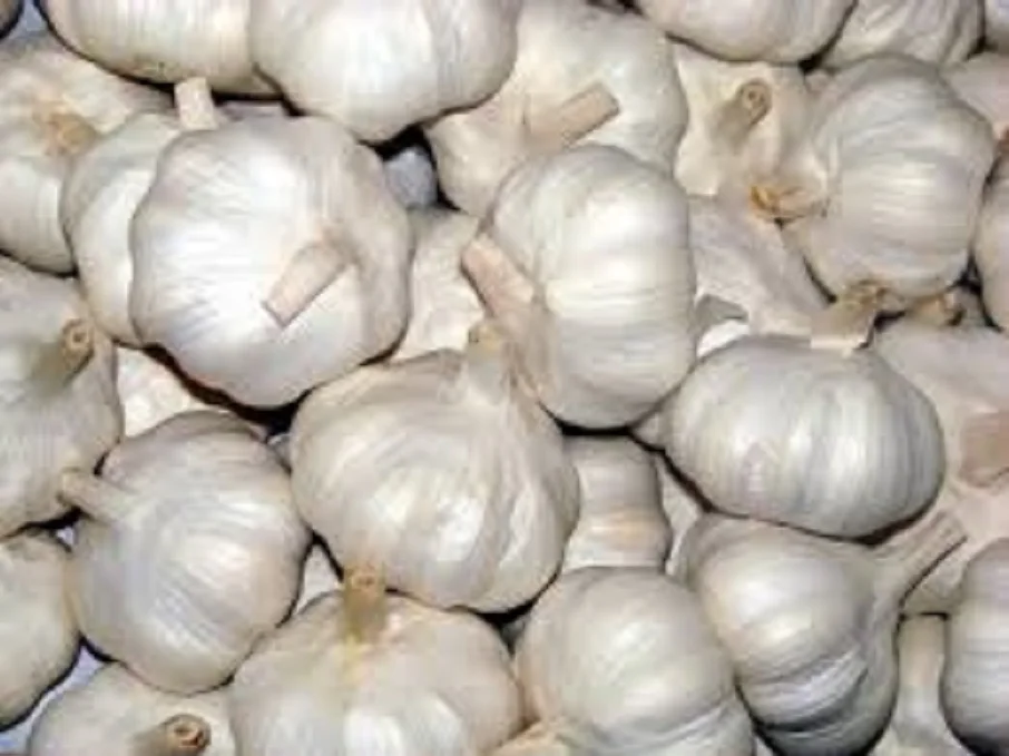 Fresh Garlic Bulk For Export Buy Bulk Garlic For Sale,Fresh Garlic From Ukraine,Wholesale