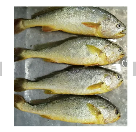 アルゼンチンのニベ科の魚 白グチ Castanha と Pargo Umbrina Canosai Buy 白グチ 黄色のニベ科の 黄色のニベ科の魚の養殖 Product On Alibaba Com