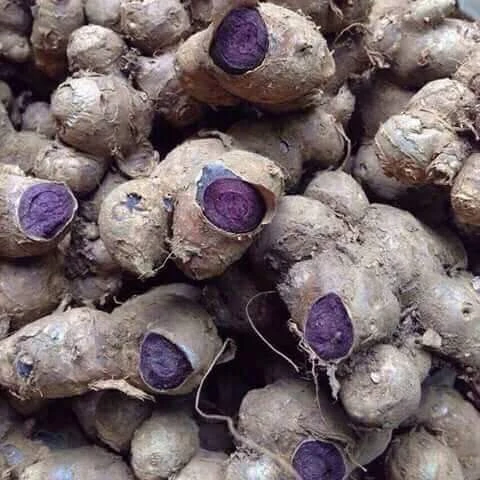 fresh black ginger organic with high quality