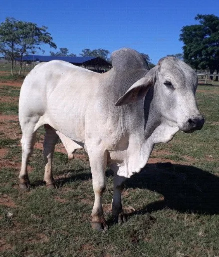 
Brahman bulls livestock cattle 