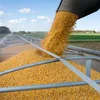 Dried Yellow Organic Corn