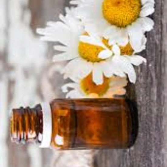 Roman Chamomile Young Living Wholesale Price Factory Bulk Supply