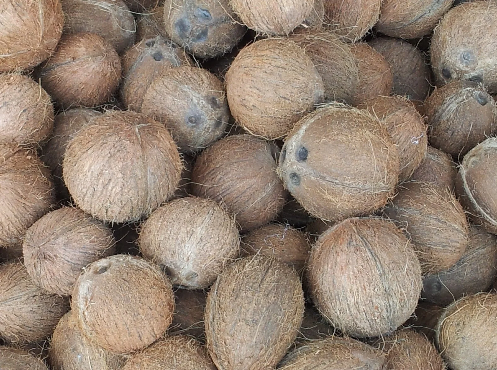 coco.jpg