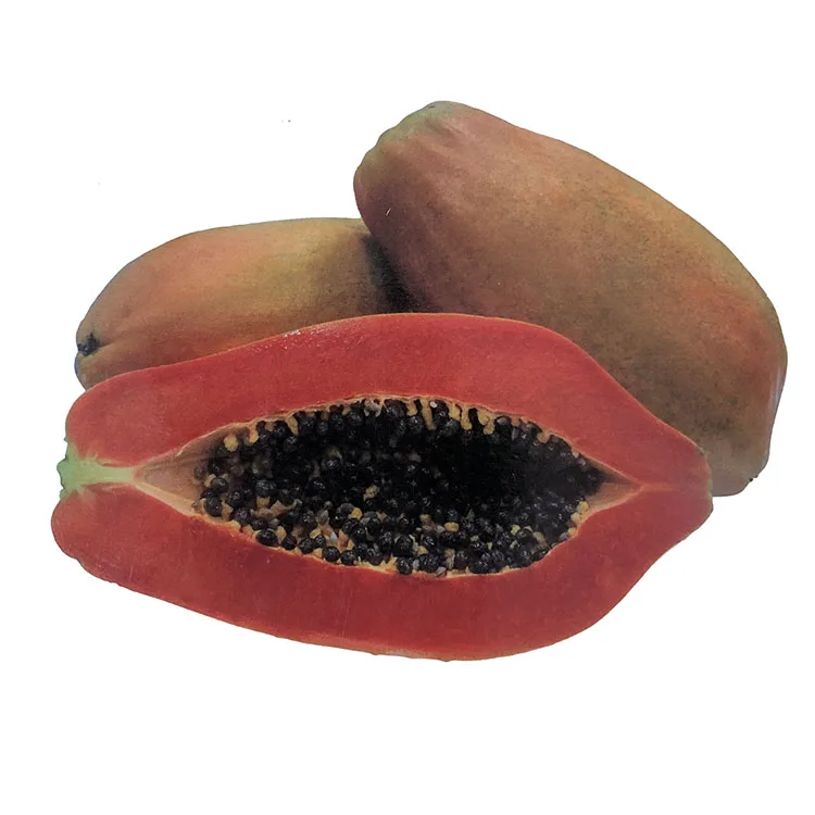 Naturix Sample Packet Taiwan Red Lady F1 Papaya Seeds Buy Red Lady Papaya Seeds Hybrid Seeds For Sale Tohum Samen Semillas Fruit Seeds Papaya Red Lady Seeds Red Lady Papaya Seeds 786 Graines