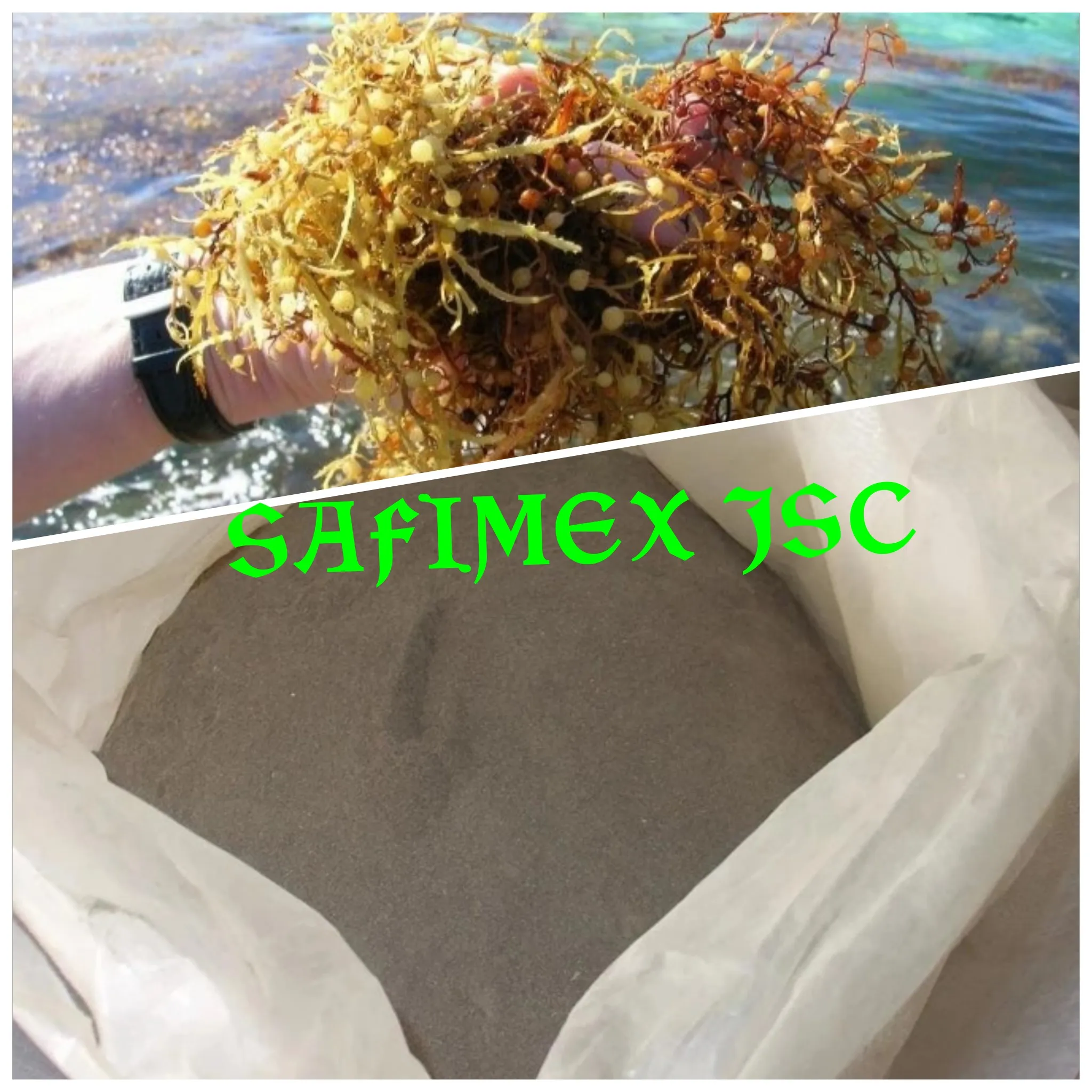 Dried Seaweeds The Best Price From Vietnam Buy Dried Eucheuma